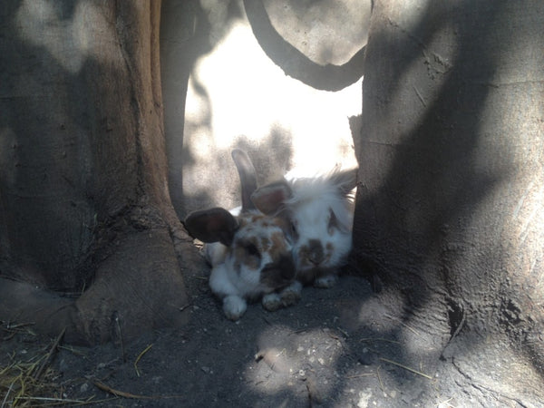 Lilou & Plaisir