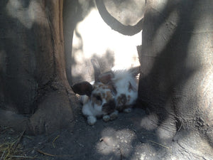 Lilou & Plaisir